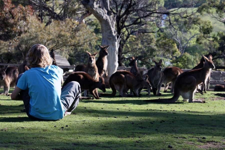 Hobart: Mt Wellington, Richmond, & Bonorong Wildlife Tour - Free time in Richmond’s Georgian streets