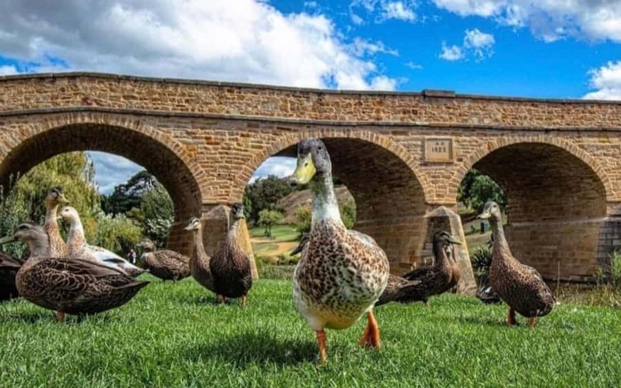 Hobart: Mt Wellington, Richmond, & Bonorong Wildlife Tour - Is $130 a fair price?