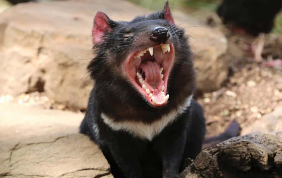 Hobart: Mt Wellington, Richmond, & Bonorong Wildlife Tour - Who should book this Hobart day out?