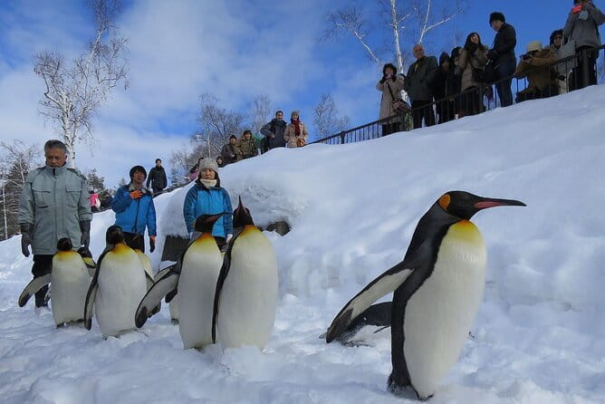 Hokkaido Asahiyama Zoo and Blue Pond Elf Terrace Day Trip - What this Sapporo day trip is really trying to do