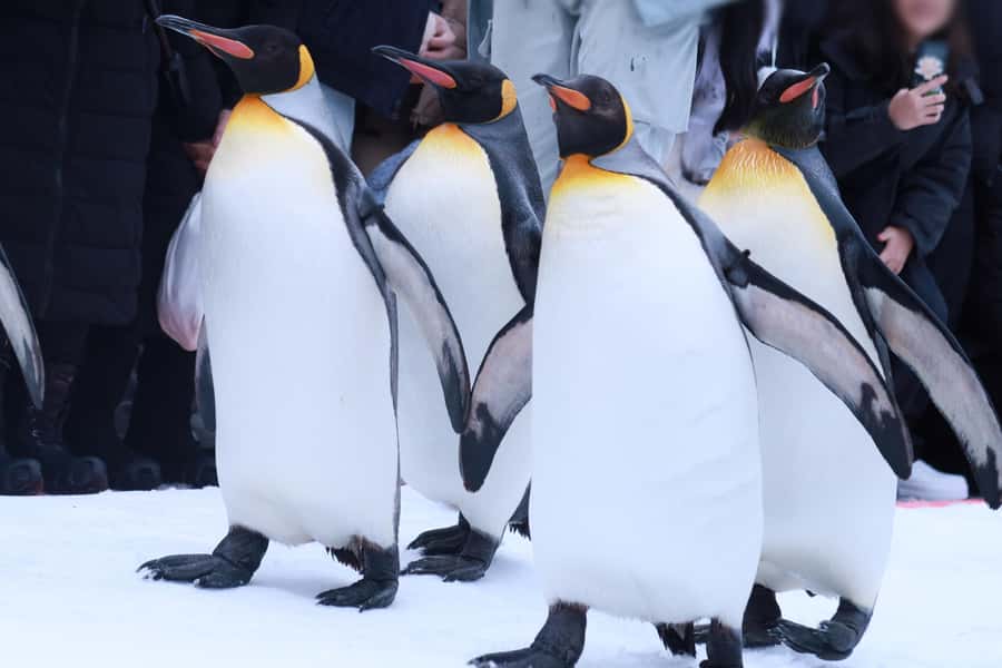 Hokkaido Asahiyama Zoo& Biei Blue pond Tour with Local Guide - Japanese lunch at Furano Farmhouse Restaurant