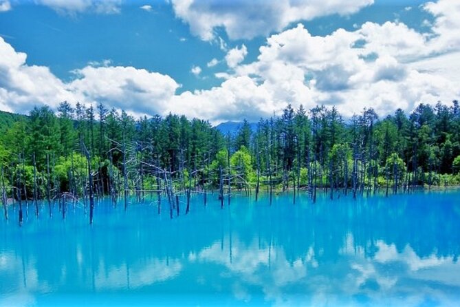 Hokkaido Asahiyama Zoo, Furano and Biei Bus Tour - Key points to know before booking
