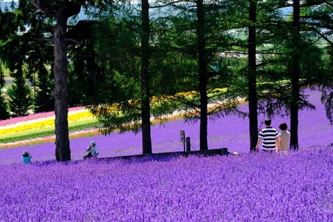 Hokkaido Asahiyama Zoo, Furano and Biei Bus Tour - A full day from Sapporo to rural Hokkaido