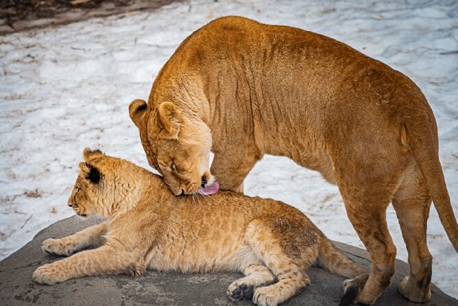 Hokkaido Asahiyama Zoo, Furano and Biei Bus Tour - What the $85.20 price really covers
