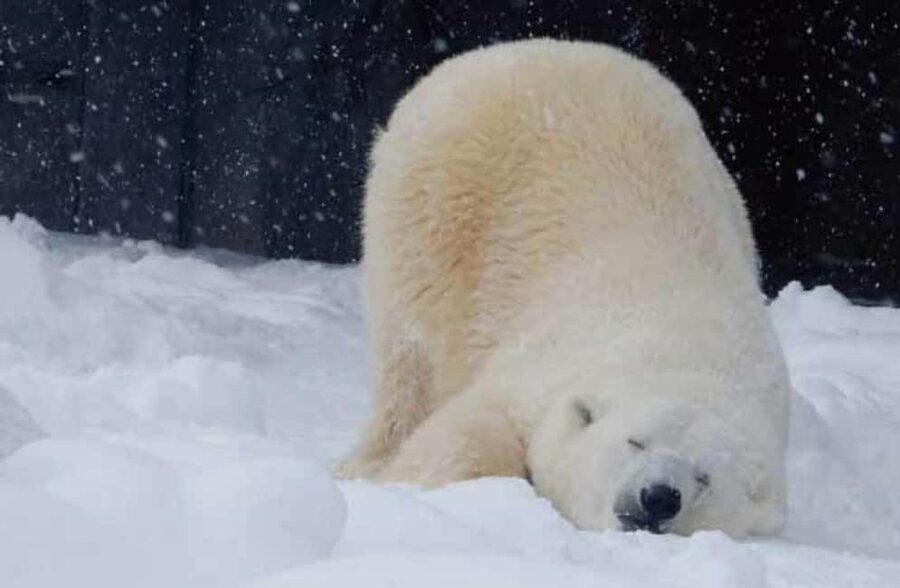 Hokkaido Asahiyama Zoo, Icebreaker GARINKO GO Sunset Tour - Key points to know before booking