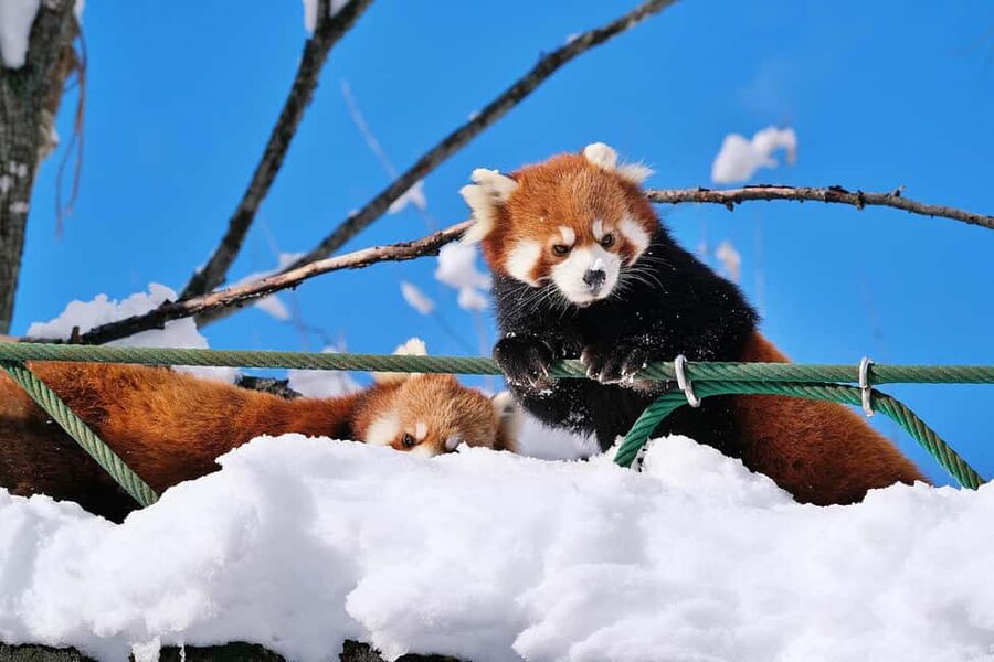 Hokkaido Asahiyama Zoo, Icebreaker GARINKO GO Sunset Tour - Two hours inside Asahiyama Zoo