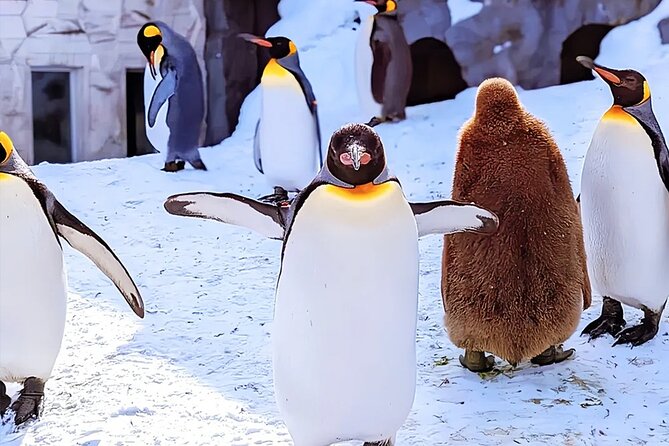 Hokkaido Asahiyama Zoo Ningle Terrace Day trip - Why this long winter day works