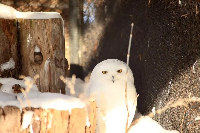 Hokkaido Asahiyama Zoo Ningle Terrace Day trip - What $89 really gets you