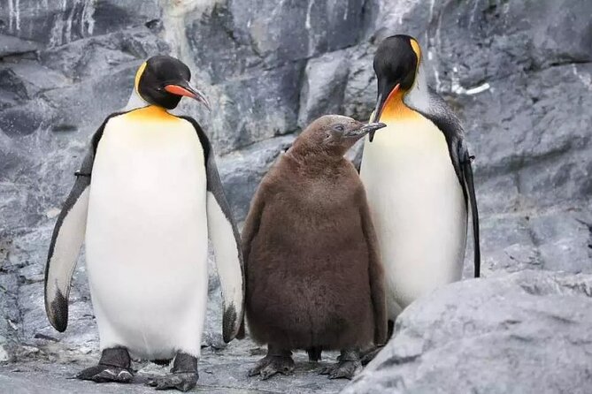 Hokkaido Day Tour from Sapporo: Asahiyama Zoo, Blue Pond Japan - Ningle Terrace and the short craft-shop visit