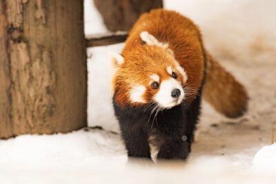 Hokkaido Highlights of Flower Blossom, Asahiyama Zoo& Blue pond「Aoi-ike」!