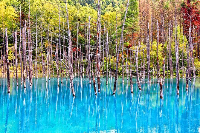 Hokkaido Highlights of Flower Blossom, Asahiyama Zoo& Blue pond「Aoi-ike」! - Biei’s famous trees and patchwork farms