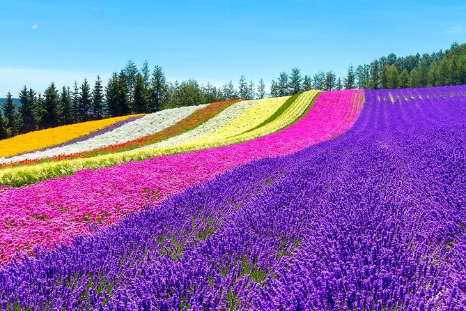 Hokkaido Highlights of Flower Blossom, Asahiyama Zoo& Blue pond「Aoi-ike」! - Asahiyama Zoo and its close-up animal displays
