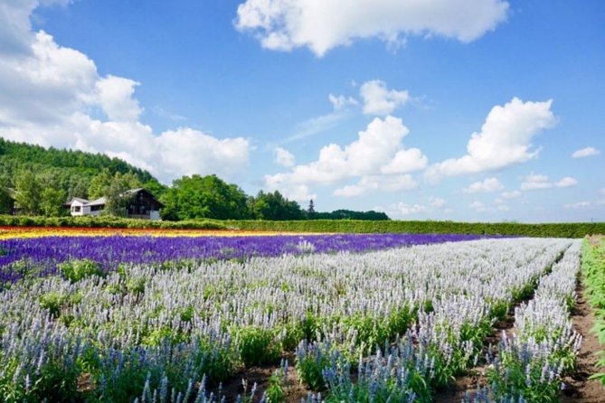 Hokkaido Highlights of Flower Blossom, Asahiyama Zoo& Blue pond「Aoi-ike」! - How good is the English support?