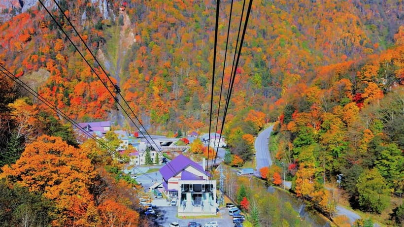 Hokkaido│Kurodake Ropeway, Asahiyama Zoo Autumn Leaves Tour - A full autumn day from Sapporo