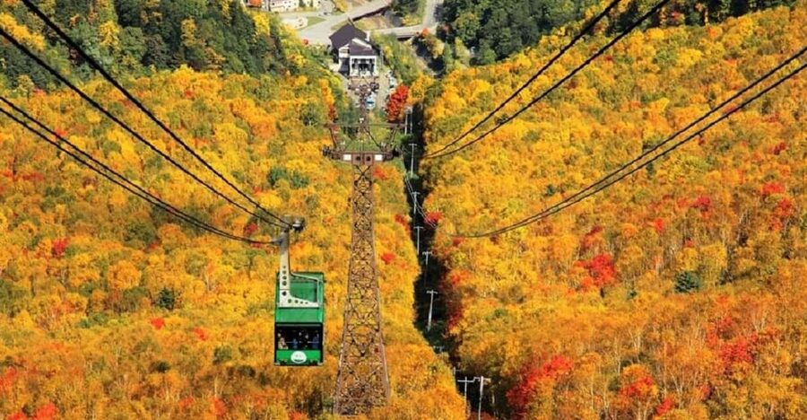 Hokkaido│Kurodake Ropeway, Asahiyama Zoo Autumn Leaves Tour - Asahiyama Zoo and its close animal encounters