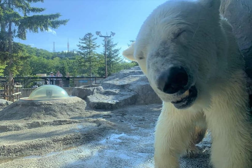 Hokkaido│Kurodake Ropeway, Asahiyama Zoo Autumn Leaves Tour - Who will enjoy this tour most