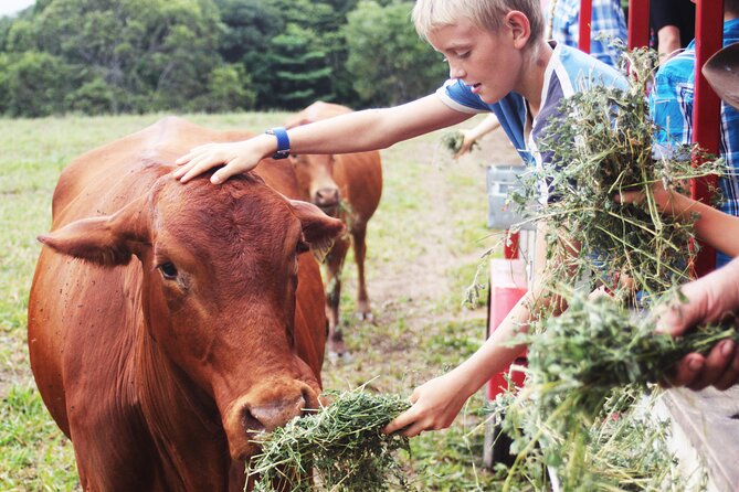 Horse and Quad bike tour with a visit to a Petting Zoo - The petting zoo adds a calm finish