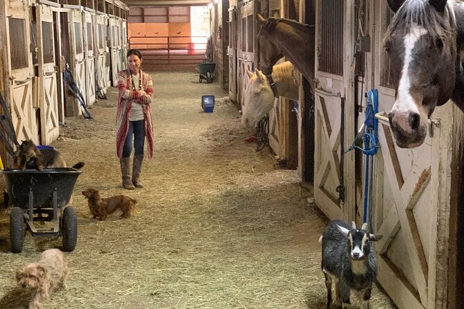 Horseback Rides, Interactions, and Petting Zoo - Indoor arena, outdoor arena, or pasture