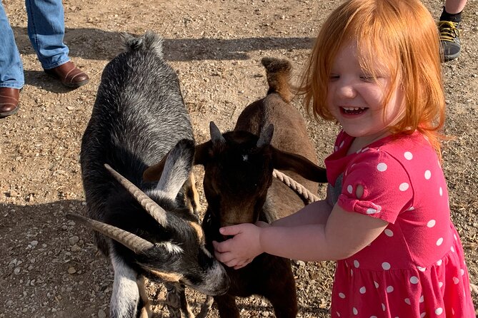 Horseback Rides, Interactions, and Petting Zoo - Who will enjoy this most