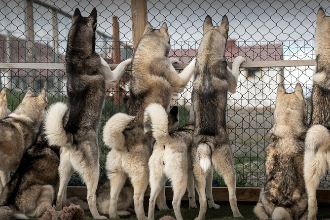 Husky Petting, in Akureyri - Key points to know before you book