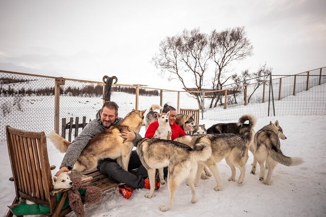 Husky Petting in Akureyri (private) - Key points at a glance