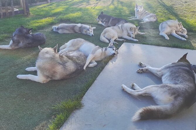 Husky Petting in Akureyri (private) - What the one-hour visit is like