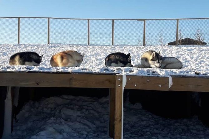 Husky Petting in Akureyri (private) - Why the private format matters