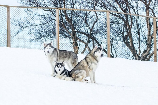 Husky Petting in Akureyri (private) - Pickup makes it useful for cruise days