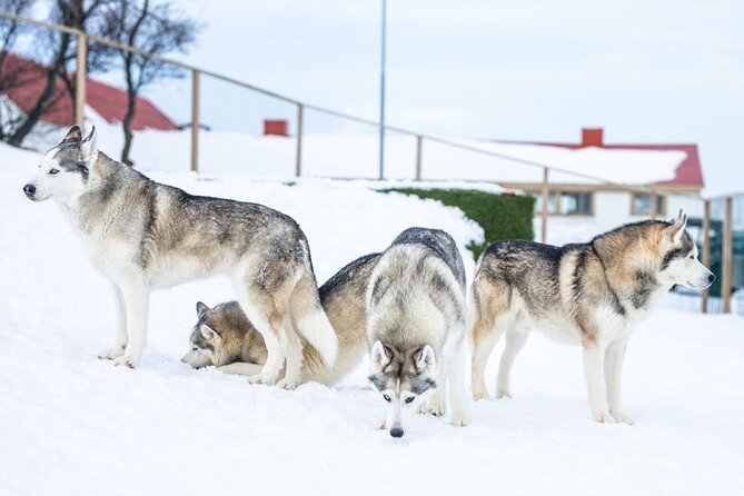 Husky Petting in Akureyri (private) - Photos, videos, and coffee are practical extras