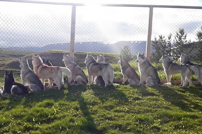 Husky Petting in Akureyri (private) - Best for families, couples, and dog lovers