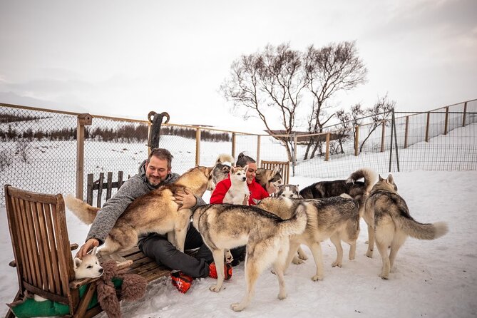Husky Petting, in Akureyri - Puppies, yarn, and a look at kennel life