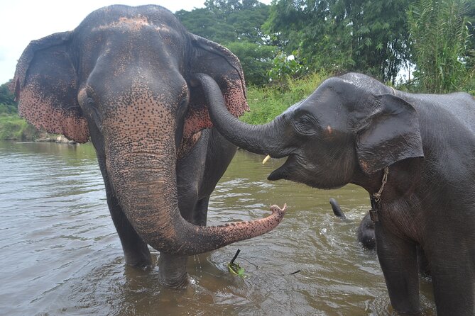 Inthanon Heaven Trail(Living Green Elephant Sanctuary) - Meeting rescued elephants at Living Green