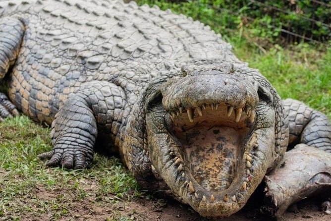 Isithumba Village and Phezulu safari Park Tour - Phezulu Safari Park: crocodiles, snakes, and Zulu dancing
