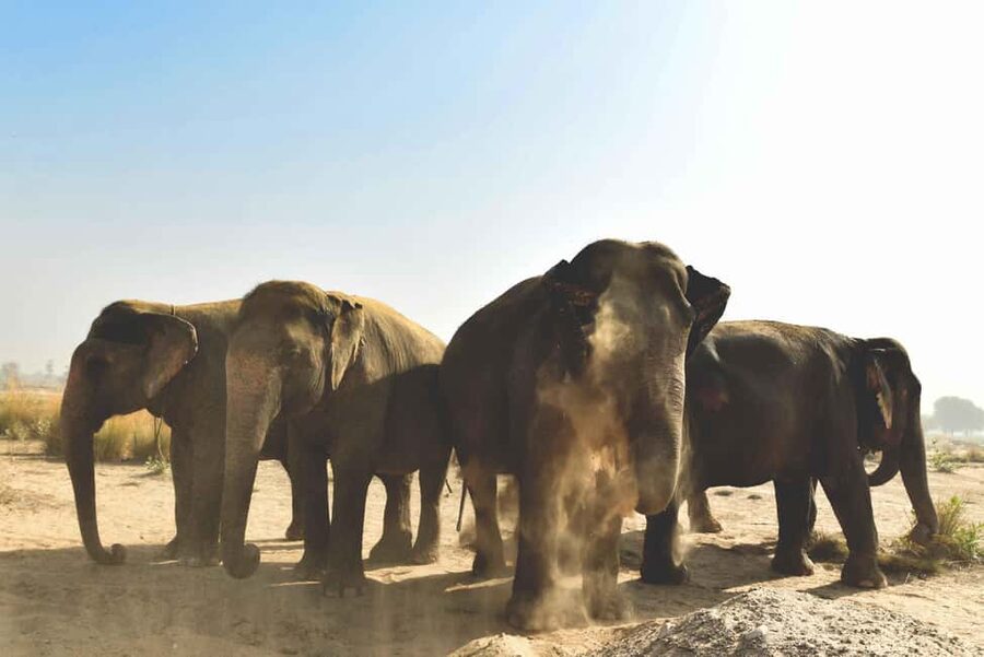 Jaipur: Elefantastic Elephant Sanctuary Tour - Key points before you book