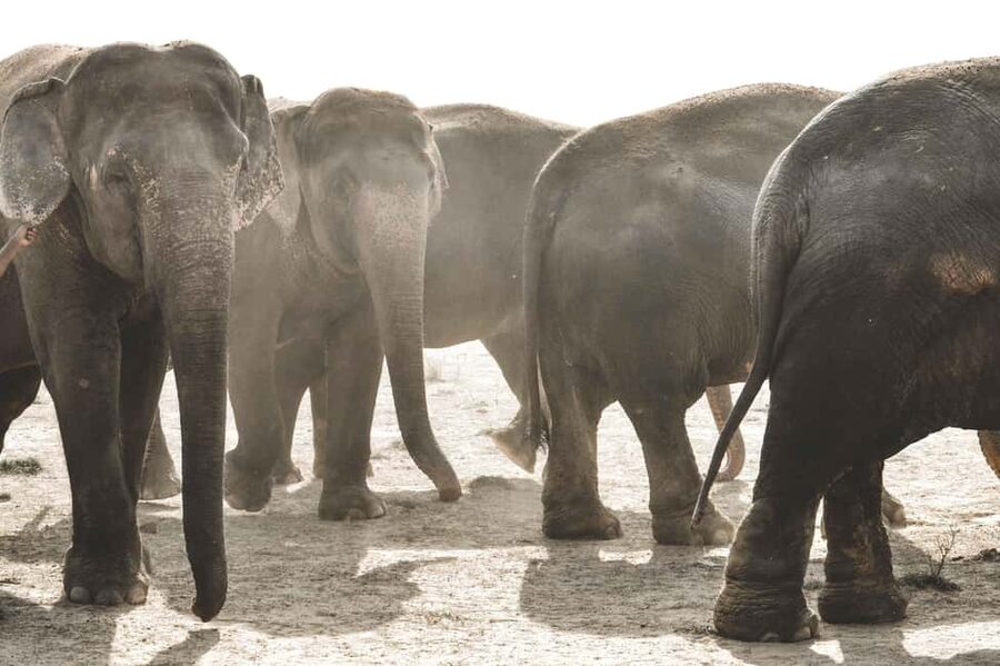 Jaipur: Elefantastic Elephant Sanctuary Tour - Meeting Elefantastic’s elephants