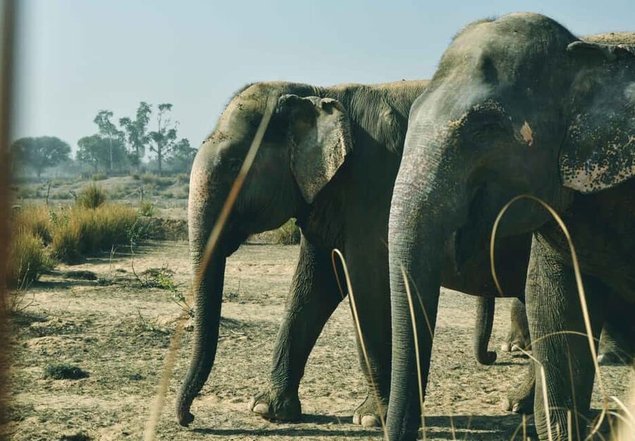Jaipur: Elefantastic Elephant Sanctuary Tour - The elephants’ individual stories