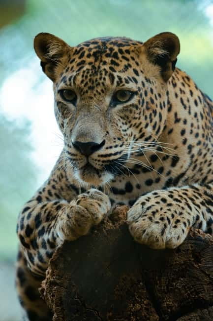 Jaipur: Jhalana Amagarh Leopard Safari Park Guided Tour - Why Jhalana is Jaipur’s easiest leopard outing