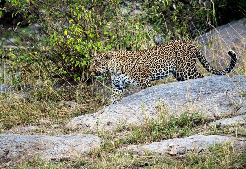 Jaipur: Jhalana Amagarh Leopard Safari Park Guided Tour - Two and a half hours on the forest routes