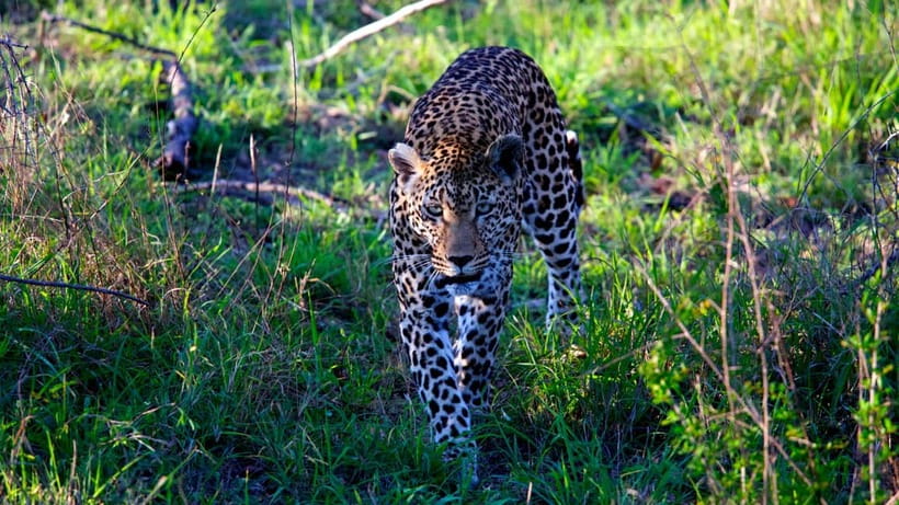 Jaipur: Jhalana Amagarh Leopard Safari Park Guided Tour - Starting at Amagarh Leopard Reserve