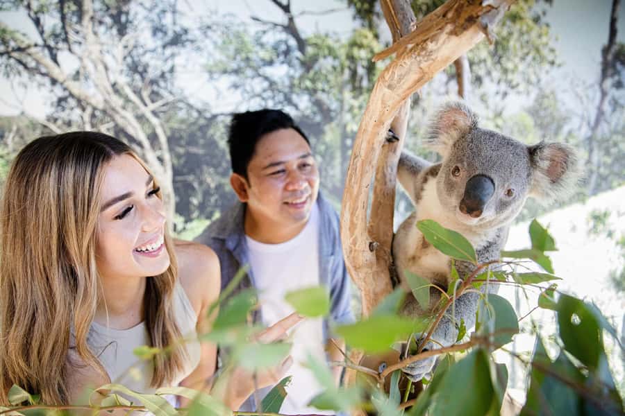 Japanese Tour Small Group: Blue Mountains, Scenic World, Zoo - Who should book this day out?
