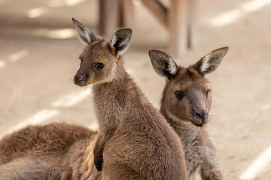 Japanese Tour Small Group: Blue Mountains, Scenic World, Zoo - Practical tips for making the day easier