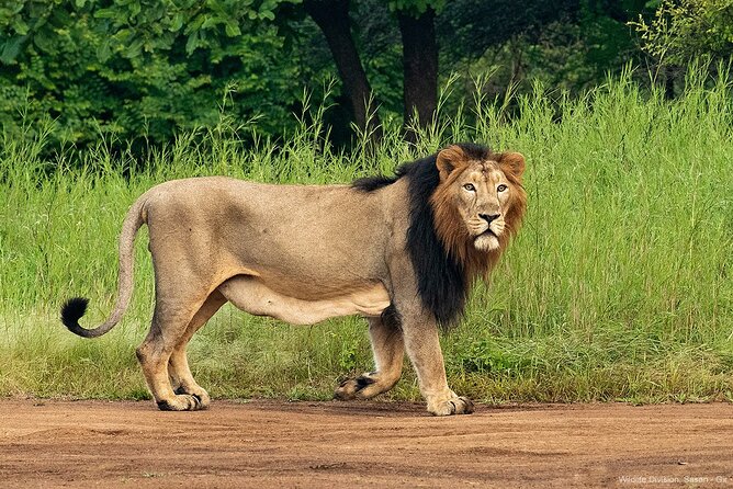 Jeep Safari: A Skip the line access to Devalia Safari Park India - Why Devalia works for a short Gir visit