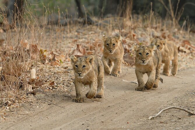 Jeep Safari: A Skip the line access to Devalia Safari Park India - Meeting your jeep and guide at the park