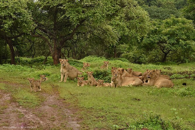 Jeep Safari: A Skip the line access to Devalia Safari Park India - Is $80 good value for 55 minutes?