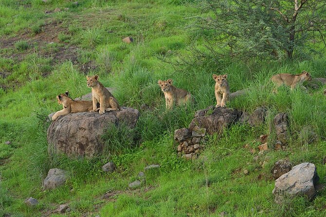Jeep Safari: A Skip the line access to Devalia Safari Park India - How the seasons change the experience