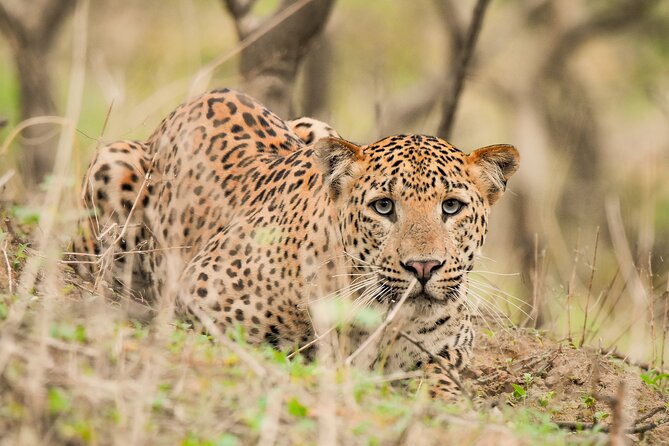 Jhalana Panther Safari Park Tour in Jaipur - Why Jhalana Is Worth Considering in Jaipur