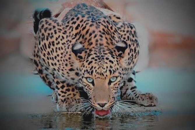 Jhalana Panther Safari Park Tour in Jaipur - What the Two-and-a-Half-Hour Drive Looks Like