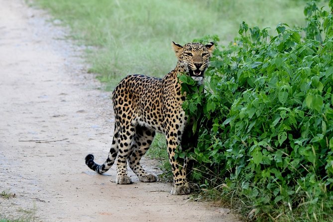 Jhalana Panther Safari Park Tour in Jaipur - Beyond Leopards: Birds, Hyenas, and Smaller Wildlife