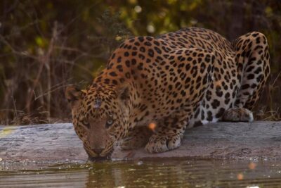 Jhalana Panther Safari Park Tour in Jaipur
