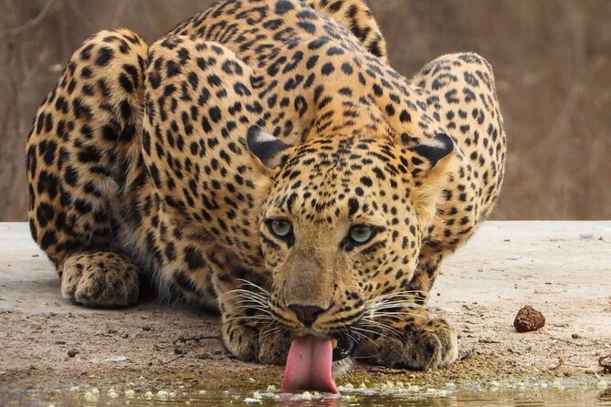 Jhalana Panther Safari Park Tour in Jaipur - Is the $45 Price Good Value?